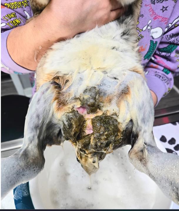 Navigating the Challenges of Poopy Butt in Rabbits